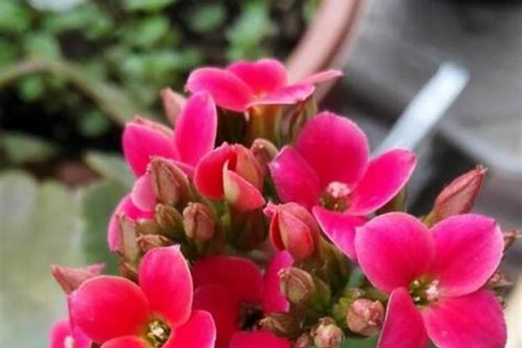 秋天养长寿花,牢记4个“技巧”,就能长满花苞