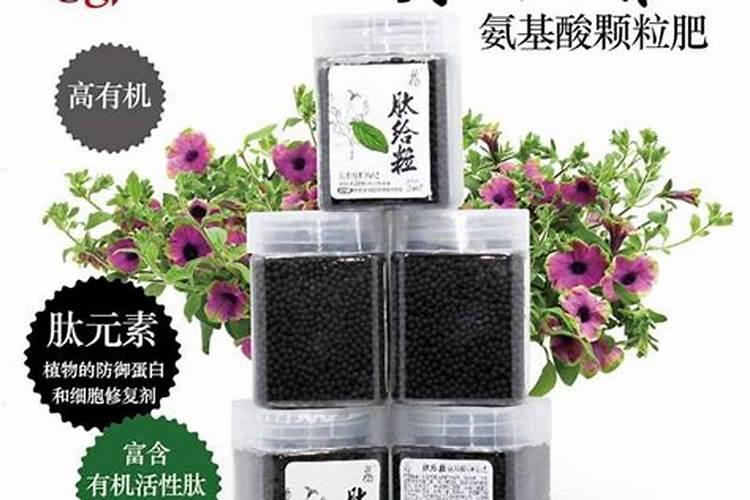 番茄使用芸苔素内酯的功效和注意事项是什么？