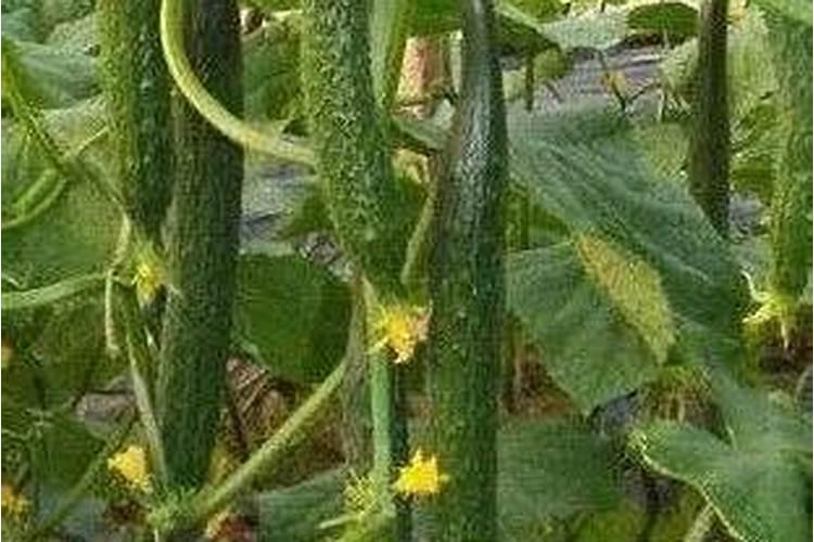 春天果树施肥时间方法