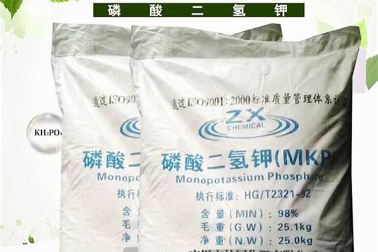 圣女果被磷肥烧还能恢复吗？