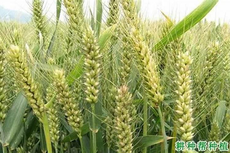 小麦在小满期间能不能使用叶面肥？