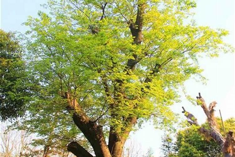 花椒树最怕什么？