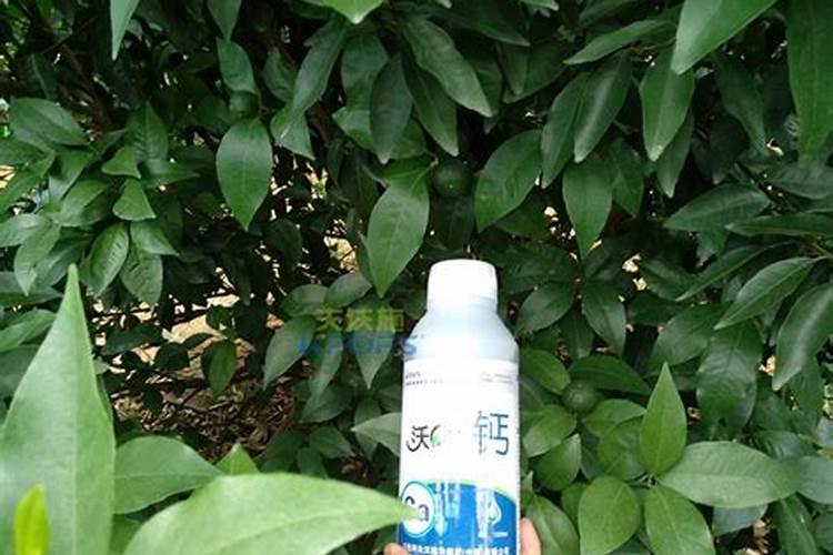 小麦拌种能用芸苔素吗