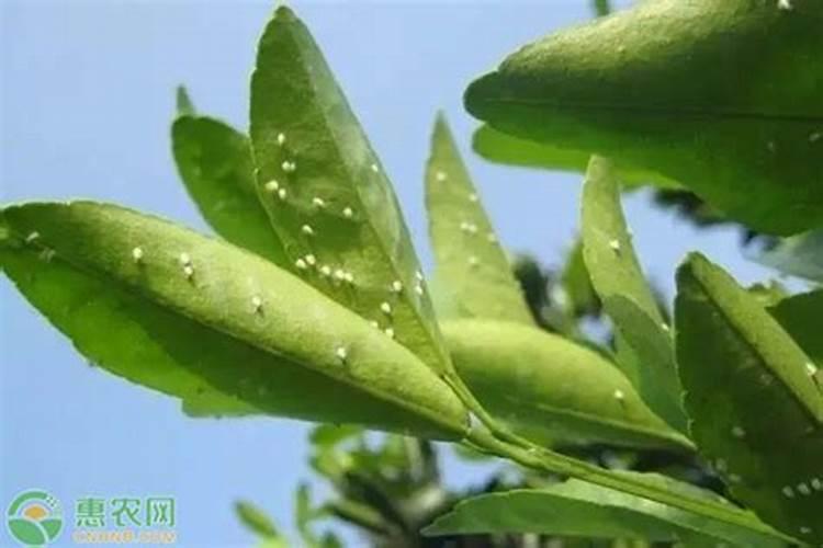 葡萄糖什么时候打果树最好