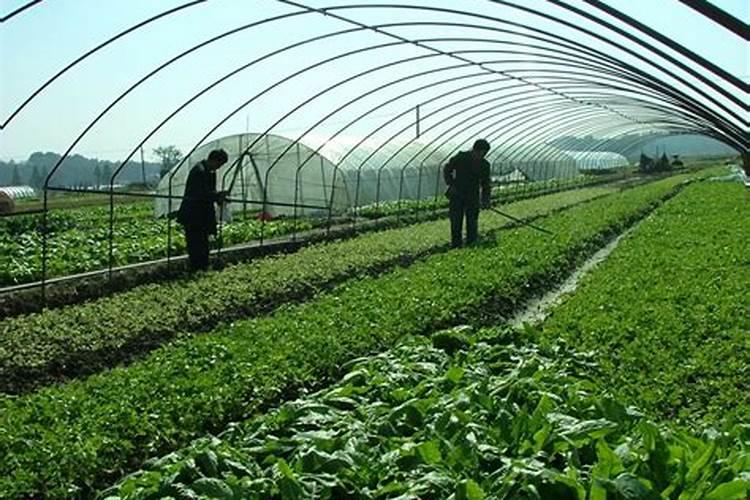 磷肥和钙肥能一起用吗 磷肥是酸性还是碱性的