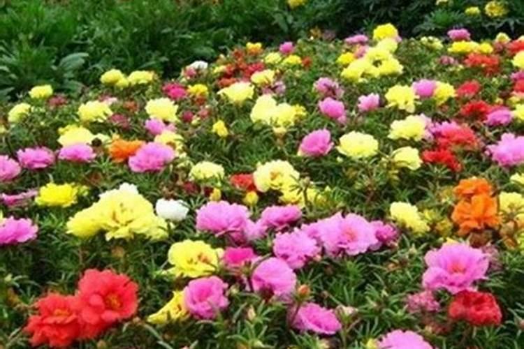 太阳花花期多久施肥一次