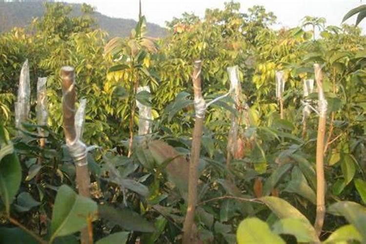 果树嫁接发牙后怎样保养不死。