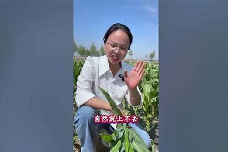大豆和小麦的根系分别是( )A.直根系、须根系B.直根系、直根系C.须根系...