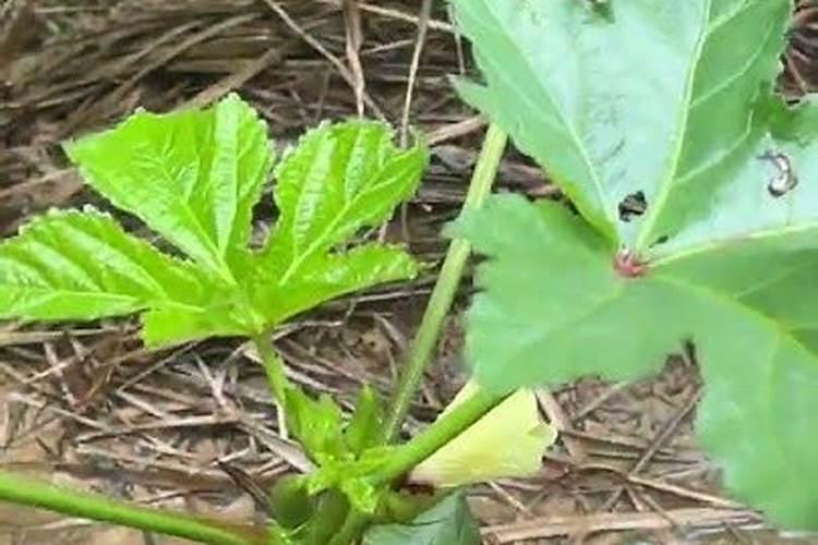 癸爪子种植时间什么时候合适？
