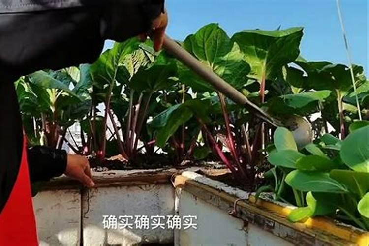 玉米过早抽穗怎么补救,抽穗期需要施什么肥