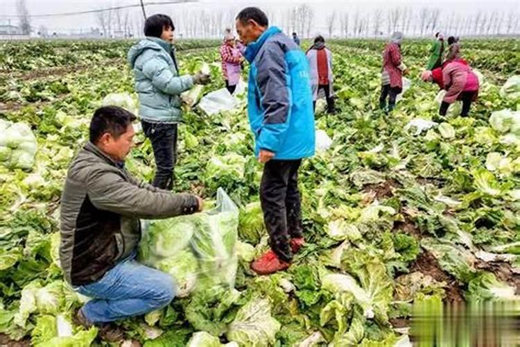 冬天种什么蔬菜