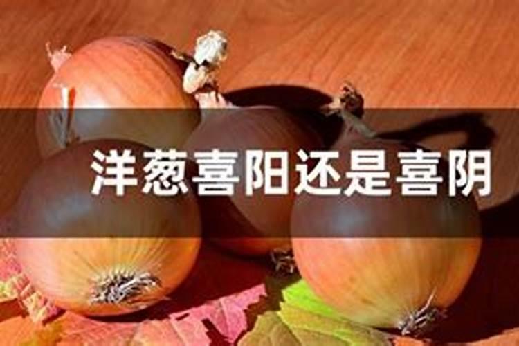 洋葱用什么肥料能使洋葱生长快