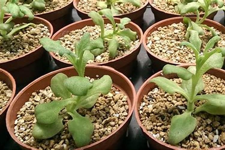 盆栽冰菜的种植步骤 冰菜养殖需要注意什么