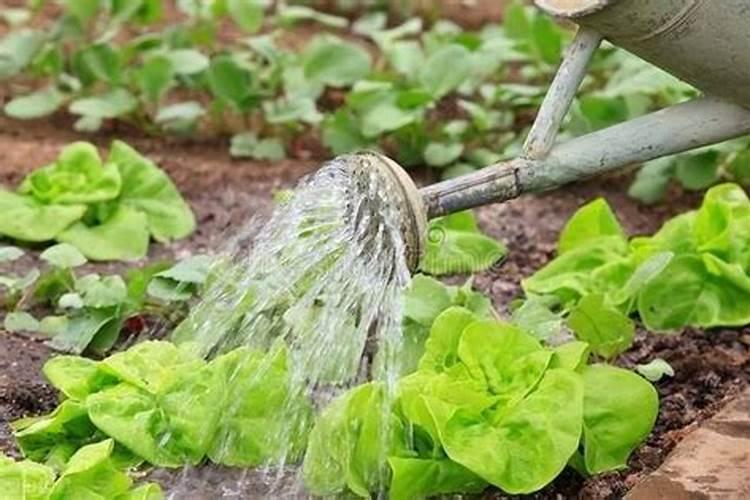 菜苗什么时候施肥 菜苗施肥的时间
