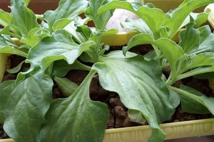 冰菜怎么种植的