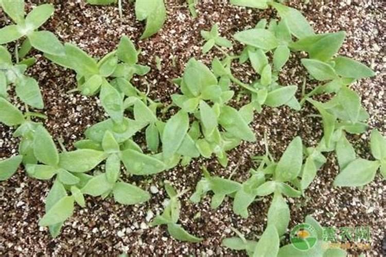 冰菜如何种植和管理