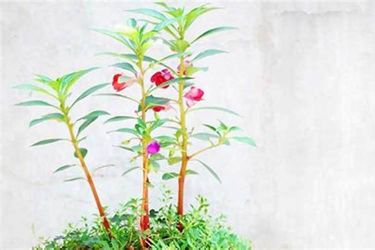 凤仙花的花期有多长？花期需要施肥吗？