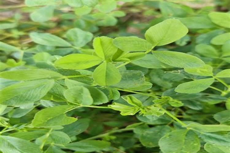 江苏苜蓿草种植方法