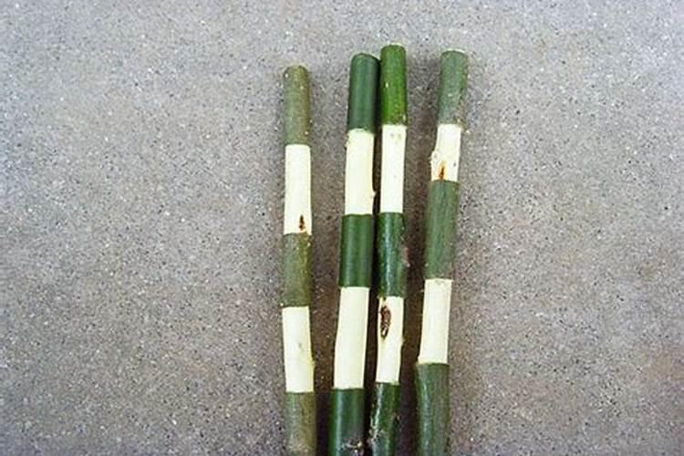 果树安全施用钙镁磷肥有哪些技术？