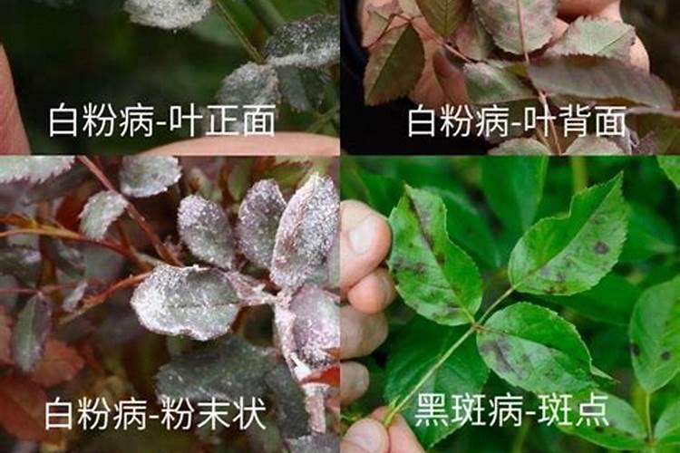菊花缺哪个元素,看叶子就够了!七大元素对应七大症状