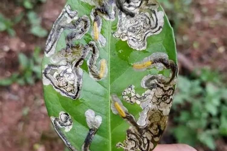 树在南方什么季节施肥合适