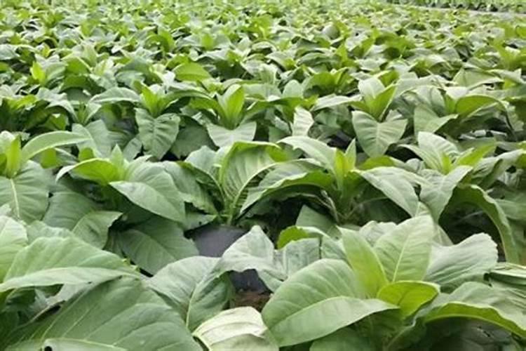 腐植酸钠在水产养殖中的用法