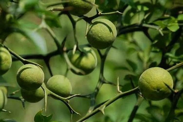 油菜长的太茂盛了怎么办？