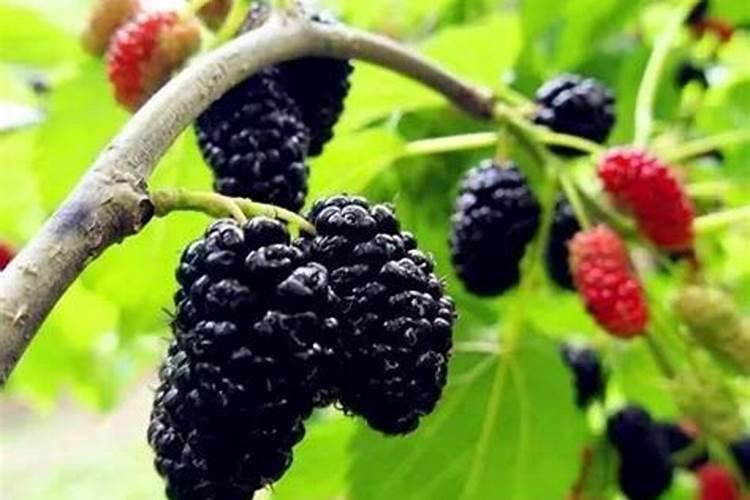 桑葚用什么肥料产量高？如何有效促进桑葚膨大？