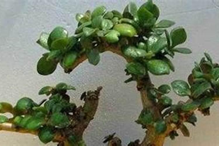 “硫酸钙肥”是肥料吗