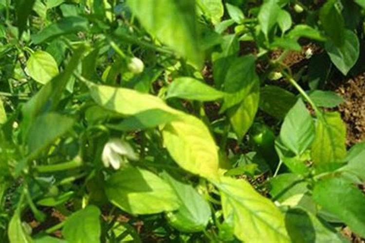 辣椒什么时候种植种辣椒使用什么低肥