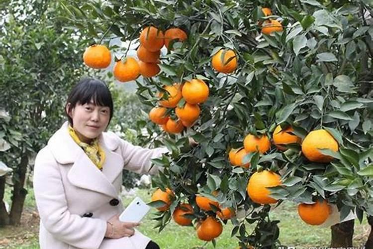 茄子肥害怎么办 茄子肥害怎么办