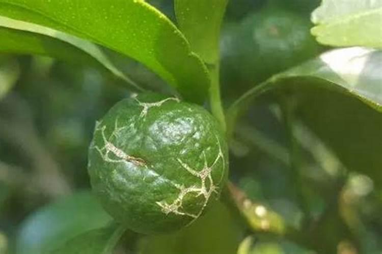 沙糖桔果市场需求大,沙糖桔果实膨大管理措施有哪些呢？