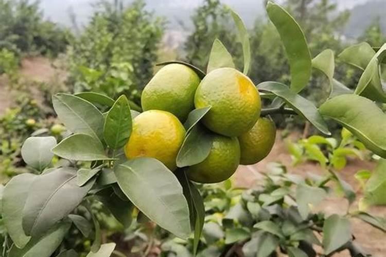 氮钾追肥的使用方法