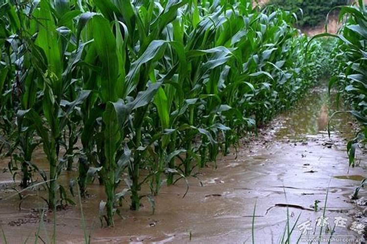 玉米苗打叶面肥大雨前打好还是雨后打好？