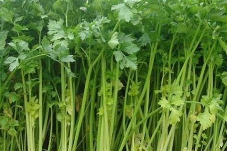 芹菜用什么肥料长得快