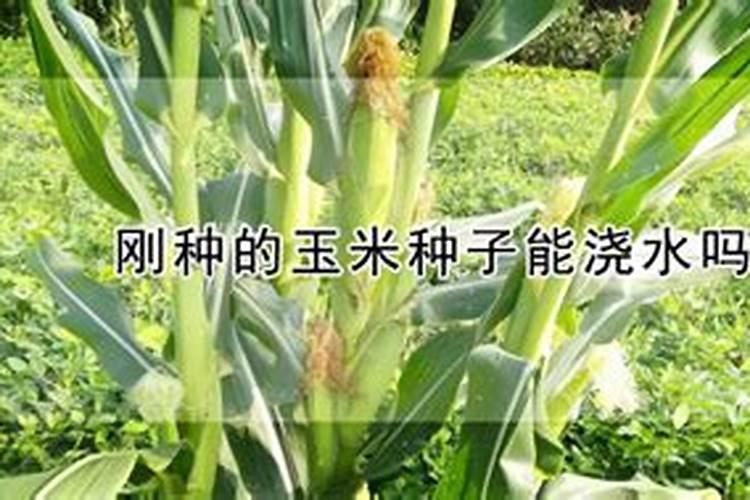生根粉在玉米三到四叶的时候可以用吗