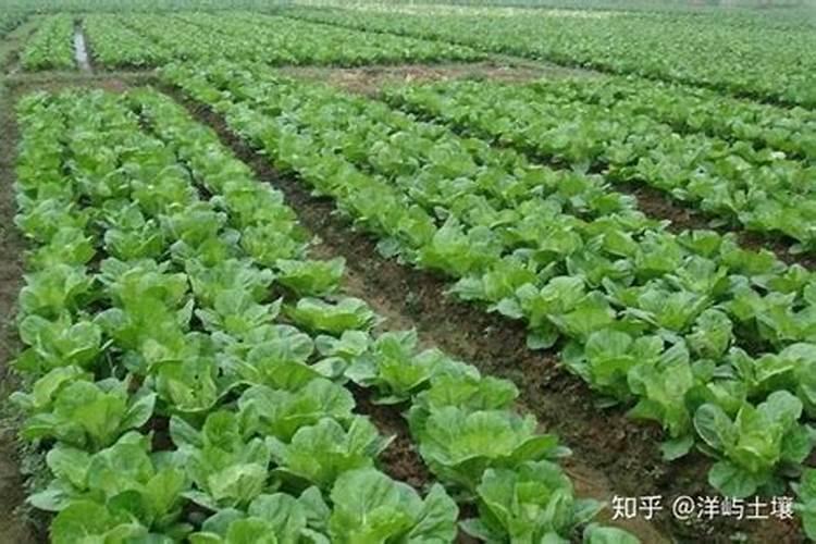 娃娃菜特别的美味,种植娃娃菜需要注意什么？