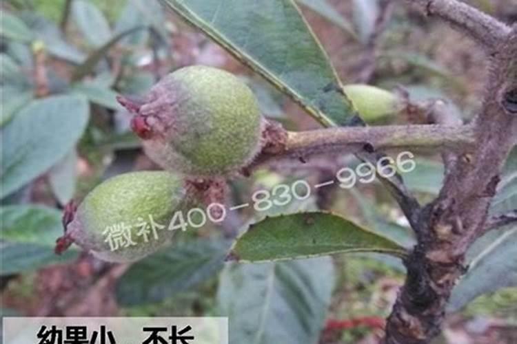 君子兰夹箭用什么肥？