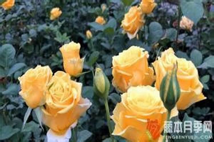 奥绿318s适合什么花
