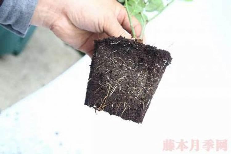 三角梅用什么肥料开花