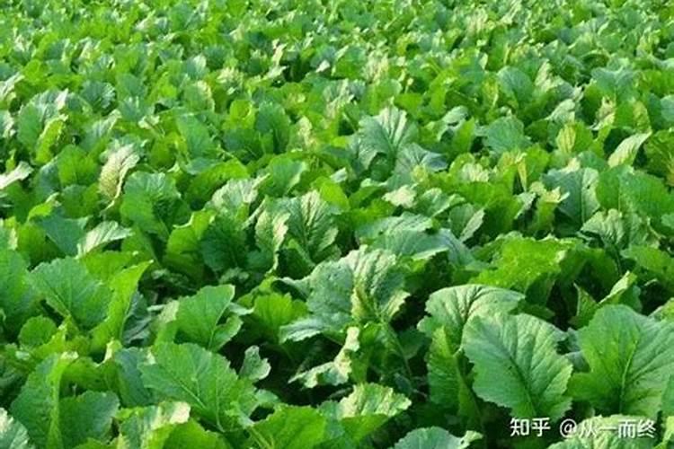 小葱可以撒尿素吗