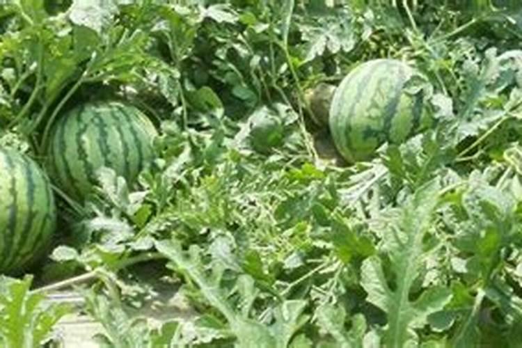 茶园施肥需要注意什么
