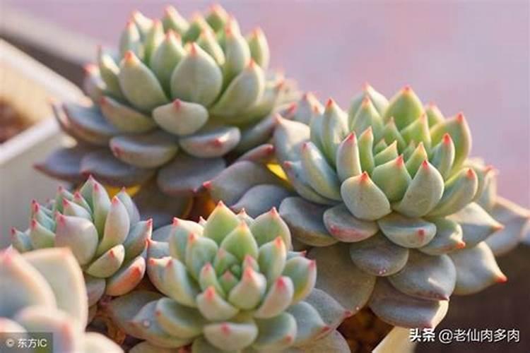 硝酸钾、硫酸钾、磷酸二氢钾、氯化钾都是钾肥,有什么不一样？