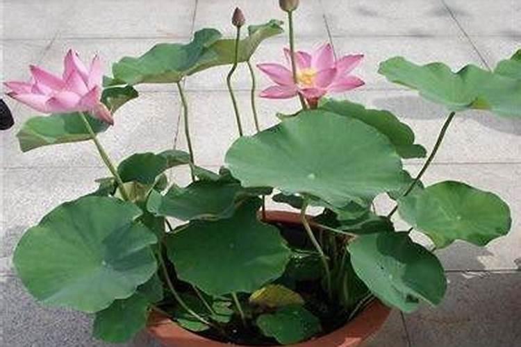 令箭荷花怎么施肥