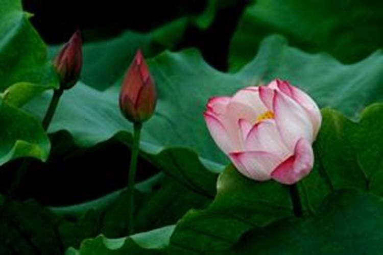 莲花的施肥方法