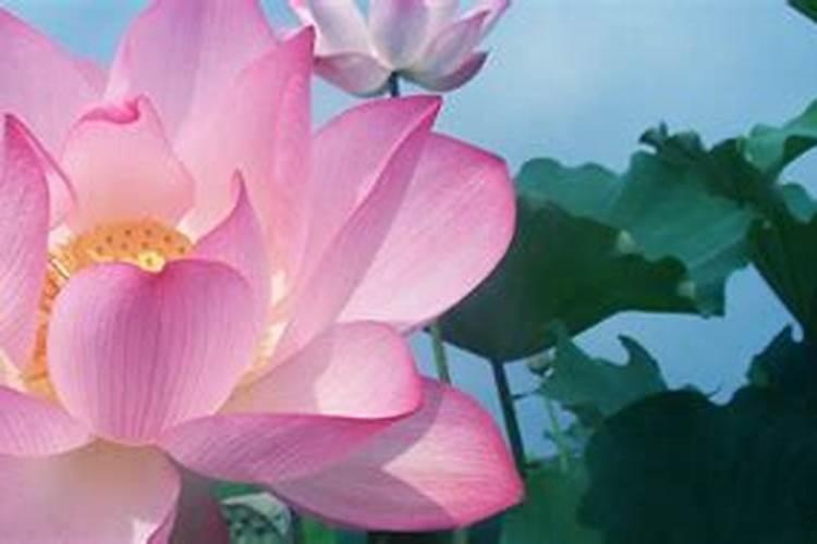 盆栽荷花怎么施肥施什么肥