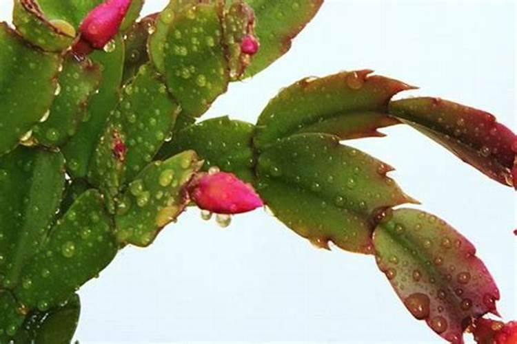 蟹爪兰用叶面肥喷施能行吗