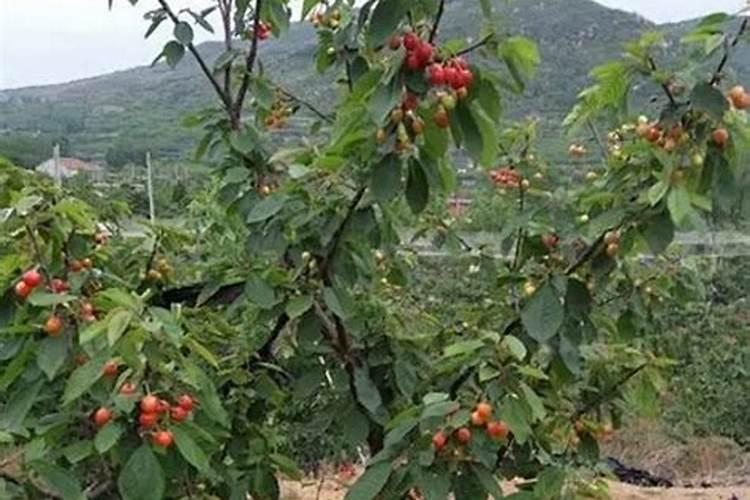 哪些激素或者药物可以提高大樱桃的坐果率？