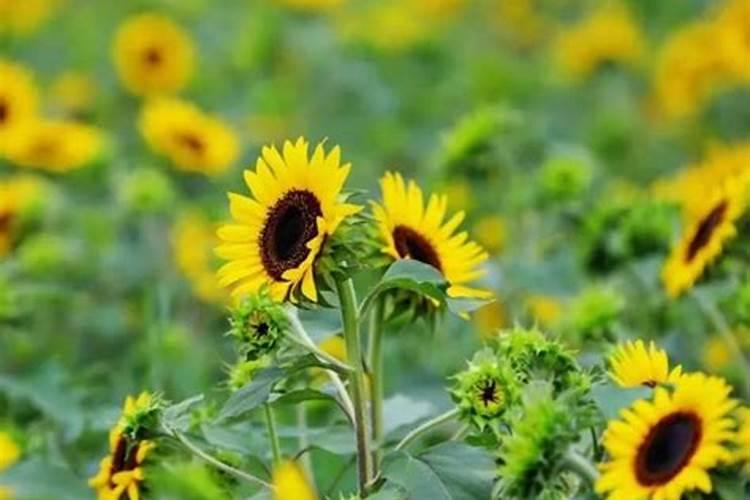 君子兰开花的时候应该上啥肥料