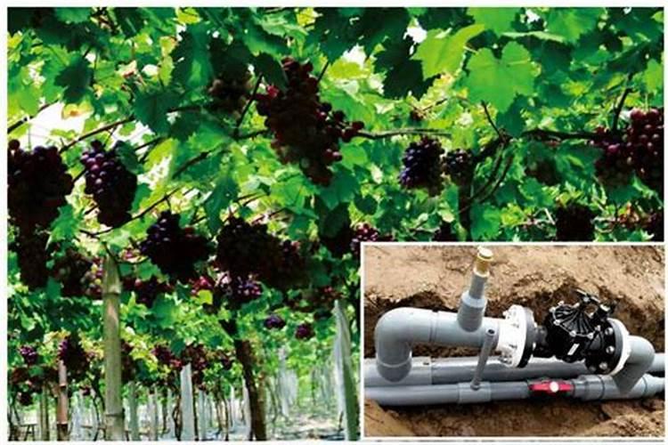 请问老师葡萄施什么肥比较好？要施几次